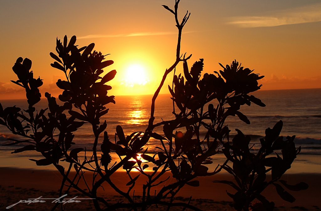 Urunga - Hungry Head Beach Sunrise Through Trees