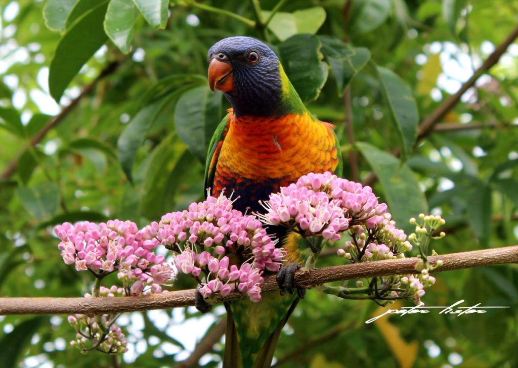 Lorikeet Baby Australia with Flowers Peter Lister