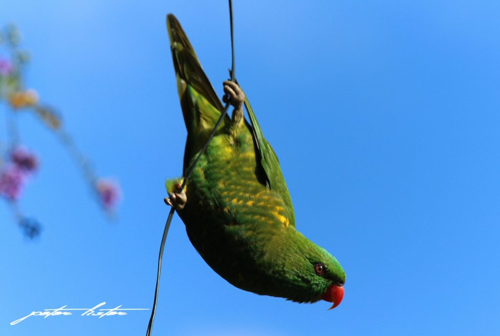 Lorikeet Scaley Breasted Australia Peter Lister