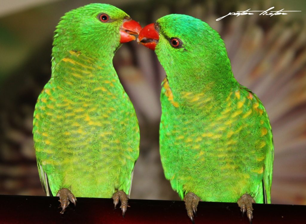 Lorikeet Scaley Breasted Couple Australia Peter Lister
