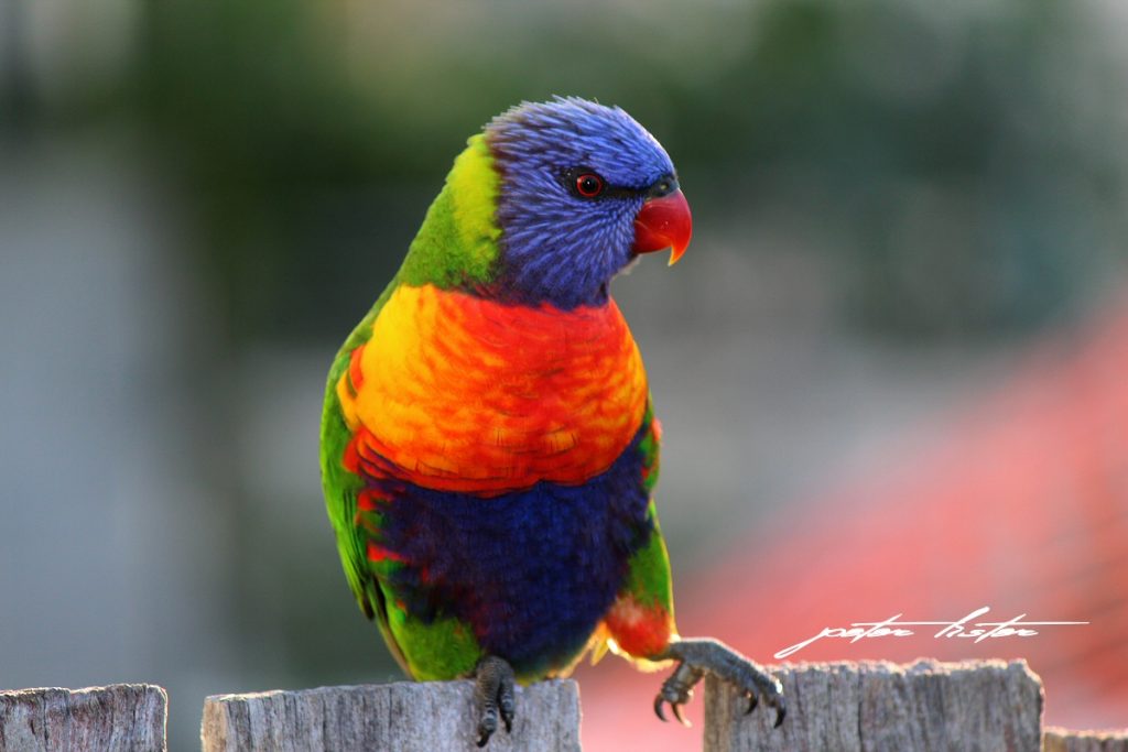 Lorikeets Australia Peter Lister
