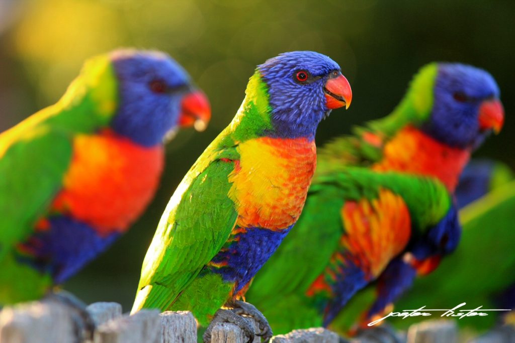 Lorikeets Australia on Fence Peter Lister