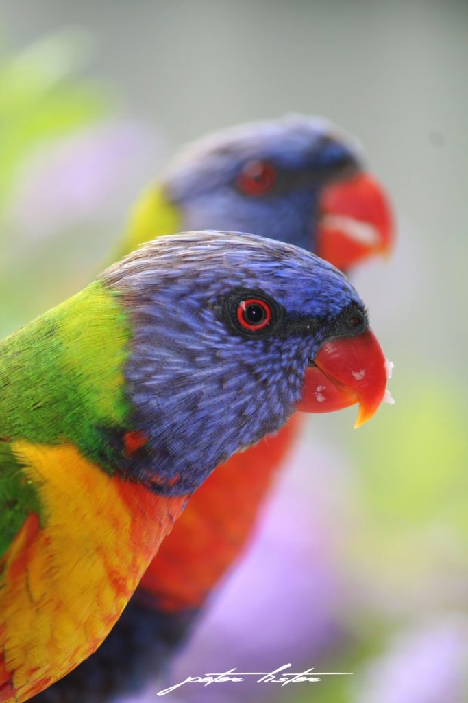 Lorikeets Rainbow Australia Backyard Peter Lister