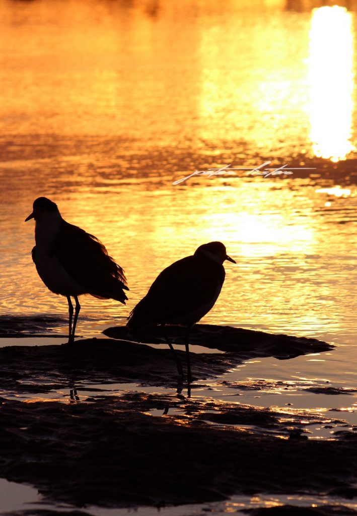 Urunga Sunrise Kalang River Plover Birds Peter Lister