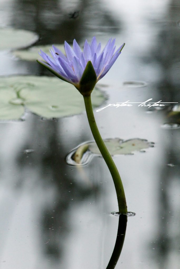 Urunga Wetlands & Boardwalk Lotus Flower Peter Lister