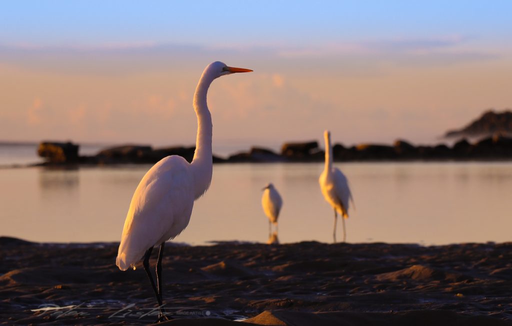 Birds at Urunga NSW