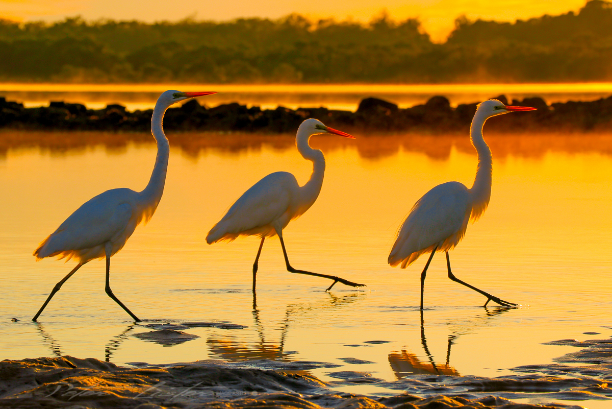 Birds at Urunga NSW