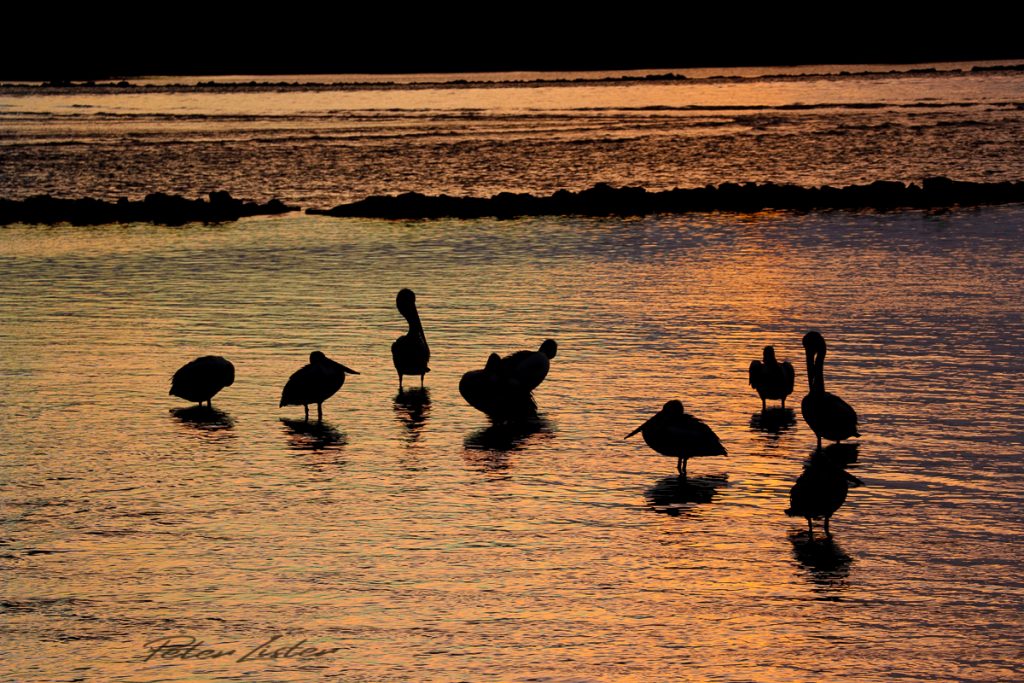 Sea Birds at Urunga NSW