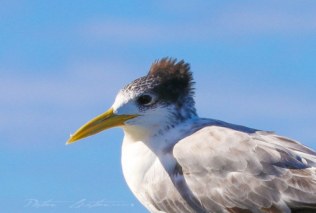 Sea Birds at Urunga NSW