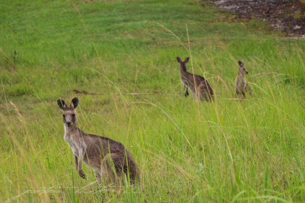 Kangaroos Beside Road