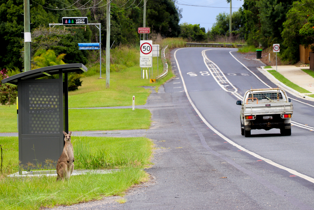 Kangaroo Waiting for a Bus