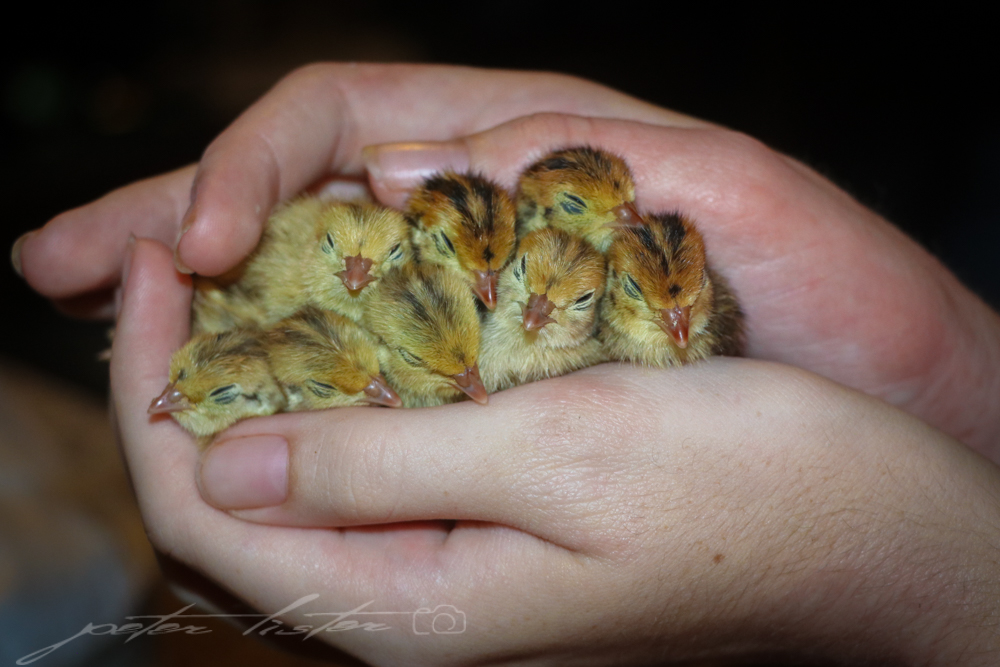 Quail Babies