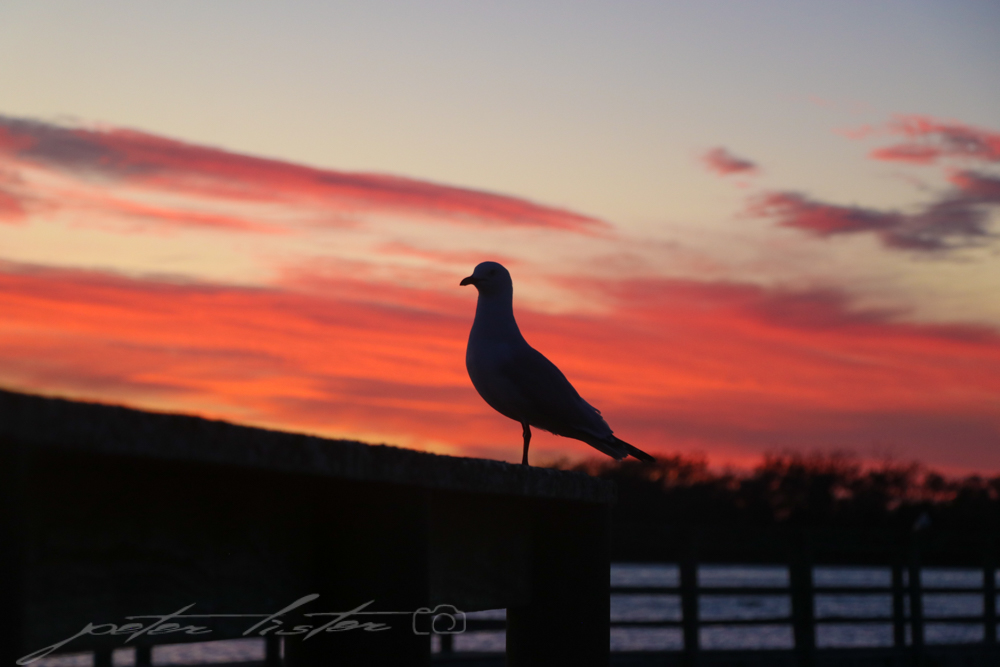 Urunga Sunrise Seagull