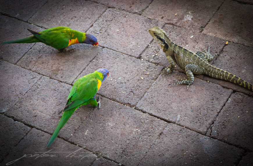 Rainbow Lorikeets n Water Dragon Mates